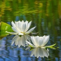 habibur rahaman Habibur