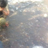 zunair majeed