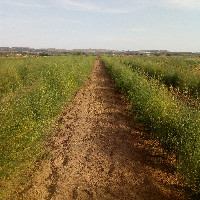 Alftedo Anton gurtea