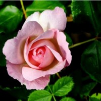 Abeer Al-Riyami