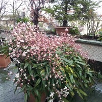 Iannetti Tiziana