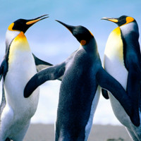 Albert Juventeny Plans