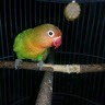 Mas Aji