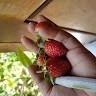 Meytaste Strawberry Siem Reap