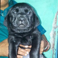 Chirag Raval