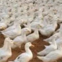Issa Farm