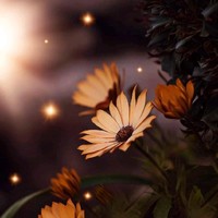 نشوى الحربي