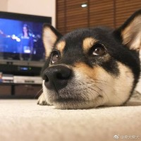 陆文琦
