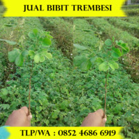 Jual Bibit Trembesi
