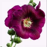 رائده يونس