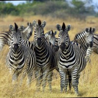 Digitata Tours And Safaris