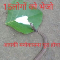 Adesh Yadav