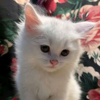 Abu nasser قصيمي