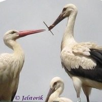 B Menard.Jelstorik