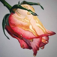 Areeba Aree
