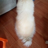 朱智斌