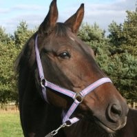 Perry Horse