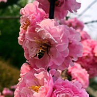 何圆圆