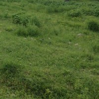Rashmikant Prajapati