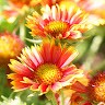 dalia e