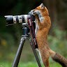 Stone Fox