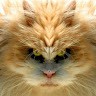 Jay Kat