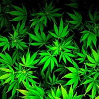 Relax Its Just Cannabis