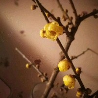 许红卫