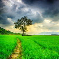 Pradeep D