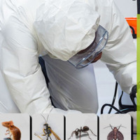 avon pestcontrols