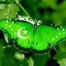Paki Social