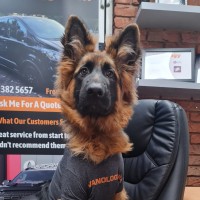 Bear Thedog