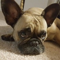 Kayden Gandhi