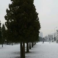 珠拉 White