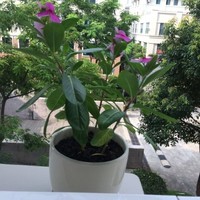 陈惠芳