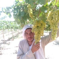 حسن السلطان السلطان