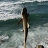 Baby Shark Fx