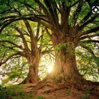 Lakshmideepthi Yasangi