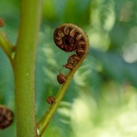 Fern P.