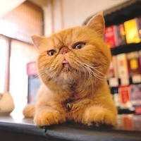赵海征