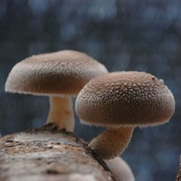 Guan'S Specialty Mushroom