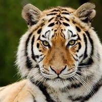 PUGMARKTIGER FOUNDATION