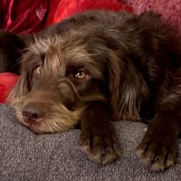 Rainbow Service Dogs Incorporated