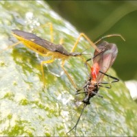 Francisco Javier Monsalve