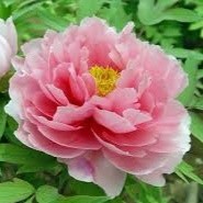 Jane Crompton