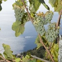 Hostaria di Bacco