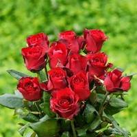 Ramakrishna Reddy