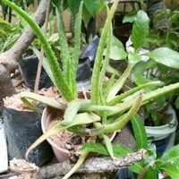 Nelson Velasco