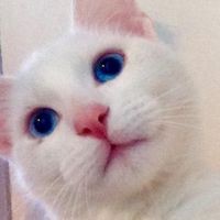 Nanou Chab