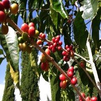 Tree M Coffee CO.INC Denny,s